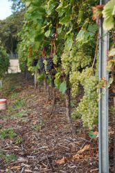 Weinlese 2020 12